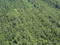 2009-08-07_022_Luftaufnahmen_Haspelmoor