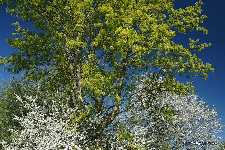 2009-04-19_07_Koenigsfischen_am_Badesee