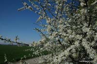 2009-04-19_06_Koenigsfischen_am_Badesee