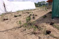 2009-06-01_109_Jugendpfingstturnier