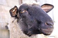2009-06-07_07_Stutenmilch_in_Egg