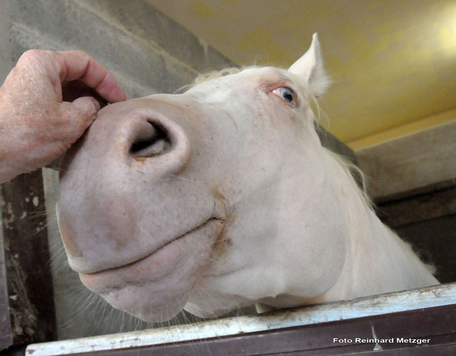 2009-09-05_059_Brem_sur_Mer