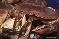 2009-09-05_078_Brem_sur_Mer