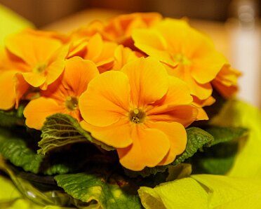 2025-03-28_JHV_Obst-und_Gertenbauverein_Robert-Hoiss