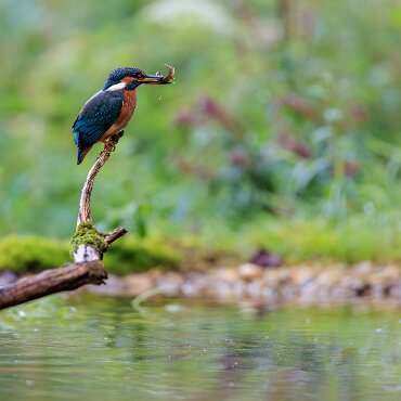 2025-08-06_016_Eisvogel_9558_AR