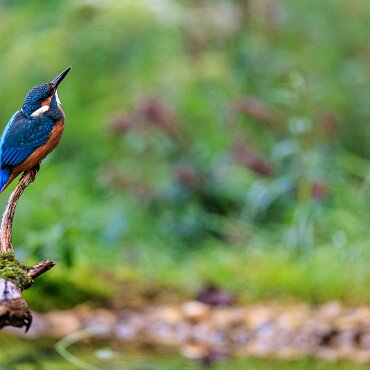 2025-08-06_017_Eisvogel_9736_AR