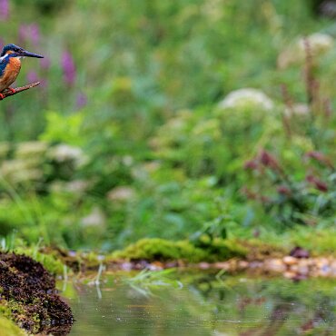 2025-08-06_020_Eisvogel_0402_AR