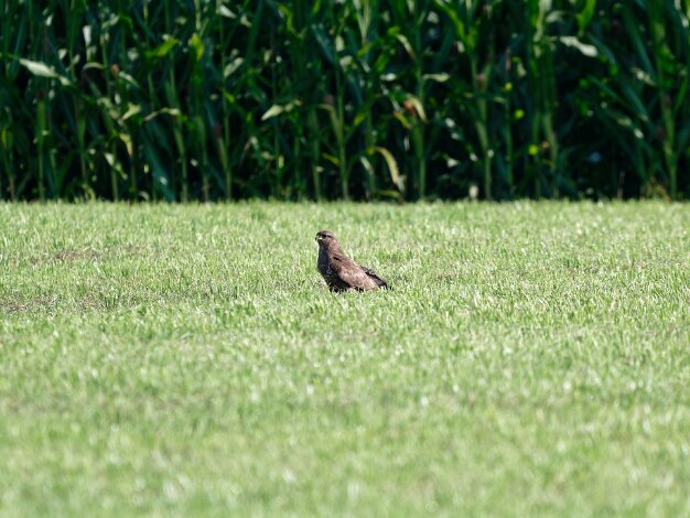 2025 08 31 Impressionen August Thomas Ulbricht