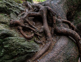 2025-09-22_010_Grosser Arbersee_2238_AR