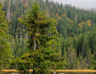 2025-09-23_019_Grosser Arbersee_2339_AR