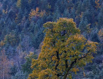 2025-10-02_004_Grosser-Ahornboden__AR