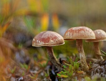 2025-10-08_015_Grosser-Ahornboden_3826_AR