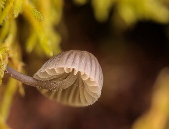 2025-12-03_002_Pilz__AR