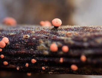 2025-12-03_003_Pilz_2_AR