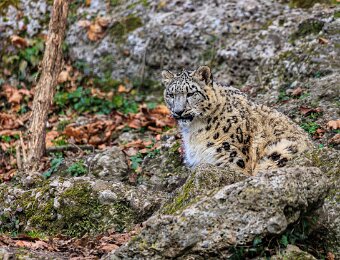 2025-12-04_006_Schneeleopard_Insbrucker-Zoo_3015_AR