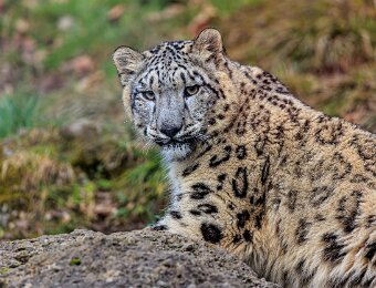 2025-12-04_007_Schneeleopard_Insbrucker_3169_AR