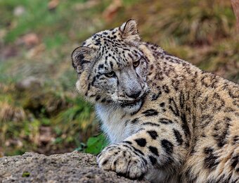 2025-12-04_008_Schneeleopard_Insbrucker_3182_AR