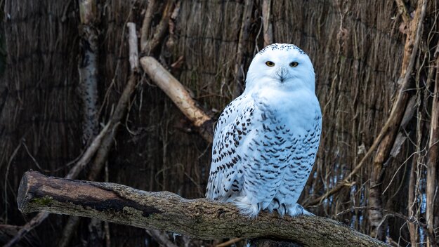 26-01-16_6_Impressionen_Januar_06525_JG