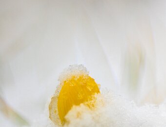 2026-02-15_001_Winterlinge_3838_AR