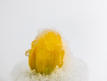 2026-02-15_002_Winterlinge_3870_AR