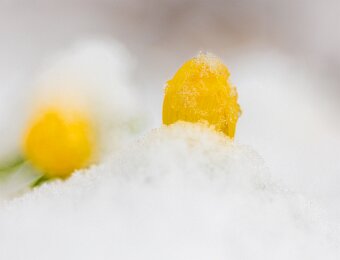 2026-02-15_004_Winterlinge_4083_AR