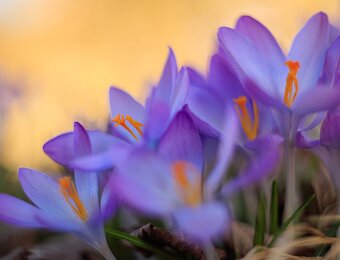 2026-02-28_005_Krokus_4968_AR