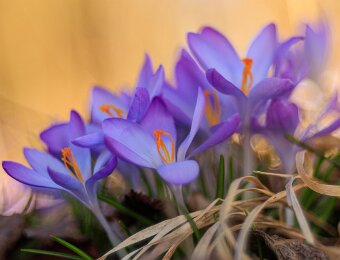 2026-02-28_006_Krokus_4985_AR