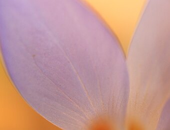 2026-02-28_007_Krokus_4994_AR