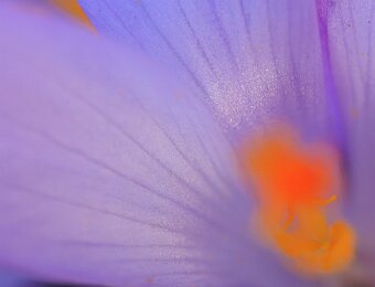 2026-02-28_009_Krokus_5041_AR