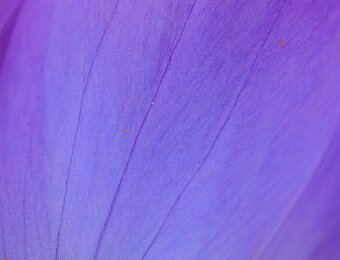 2026-02-28_011_Krokus_5399_AR