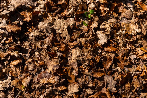 2026-03-20_13_Impressionen-M�rz_07696_JG