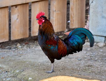 2026-03-20_001_Impressionen_Maerz_Raritaetenzoo_Ebbs_WP