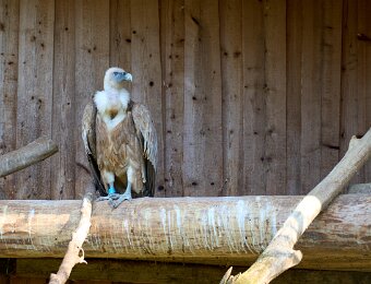 2026-03-20_004_Impressionen_Maerz_Raritaetenzoo_Ebbs_WP