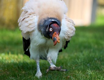 2026-03-20_007_Impressionen_Maerz_Raritaetenzoo_Ebbs_WP