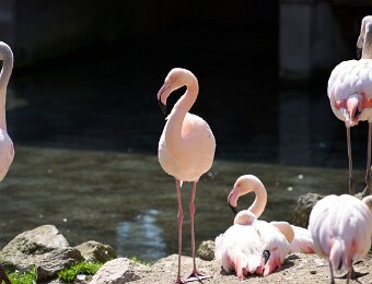 2026-03-20_008_Impressionen_Maerz_Raritaetenzoo_Ebbs_WP