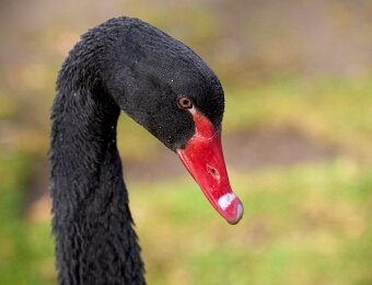 2026-03-20_010_Impressionen_Maerz_Raritaetenzoo_Ebbs_WP