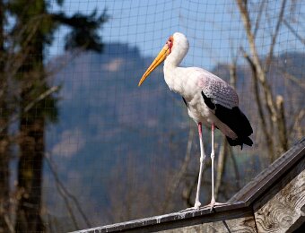 2026-03-20_012_Impressionen_Maerz_Raritaetenzoo_Ebbs_WP