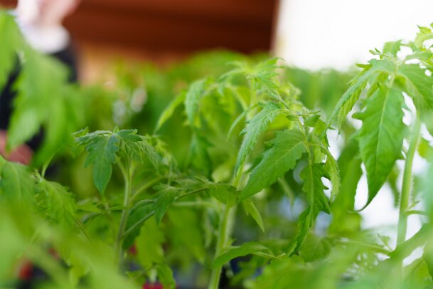 2026-04-25_11_Pflanzenflohmarkt_08135_JG