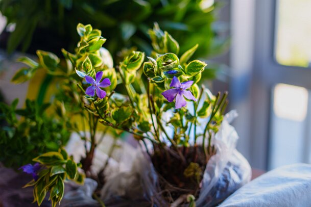 2026-04-25_19_Pflanzenflohmarkt_08144_JG