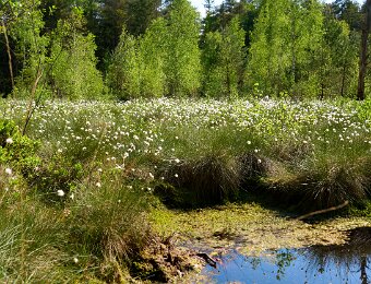 2026-05-09_001_Impressionen_Mai_Haspelmoor_Wollgras_WP